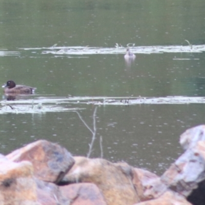 Aythya australis (Hardhead) at Goulburn, NSW - 1 Jan 2021 by Rixon