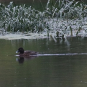 Aythya australis at Goulburn, NSW - 1 Jan 2021 05:40 PM