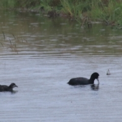 Fulica atra (Eurasian Coot) at Goulburn Wetlands - 1 Jan 2021 by Rixon