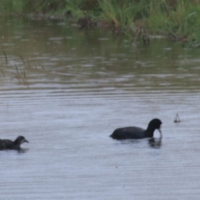 Fulica atra (Eurasian Coot) at Goulburn, NSW - 1 Jan 2021 by Rixon