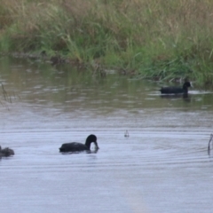 Fulica atra at Goulburn, NSW - 1 Jan 2021