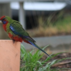 Platycercus elegans (Crimson Rosella) at Goulburn Wetlands - 1 Jan 2021 by Rixon