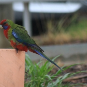 Platycercus elegans at Goulburn, NSW - 1 Jan 2021 05:55 PM