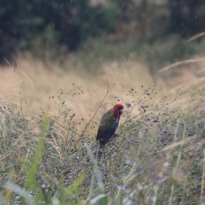 Platycercus elegans at Goulburn, NSW - 1 Jan 2021 05:55 PM