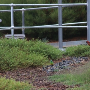 Platycercus elegans at Goulburn, NSW - 1 Jan 2021 05:55 PM