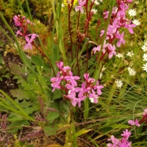 Stylidium sp. at Cotter River, ACT - 1 Jan 2021