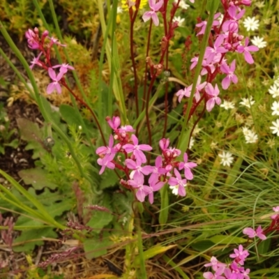 Stylidium (genus) (Trigger Plant) at Cotter River, ACT - 1 Jan 2021 by Jubeyjubes