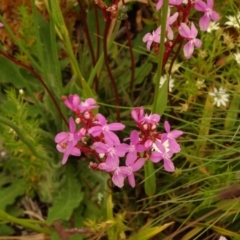 Stylidium sp. at Cotter River, ACT - 1 Jan 2021