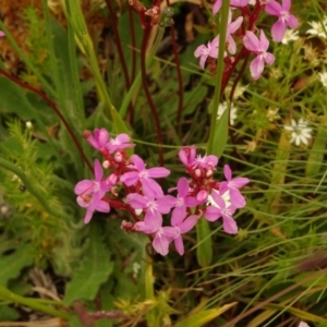 Stylidium sp. at Cotter River, ACT - 1 Jan 2021