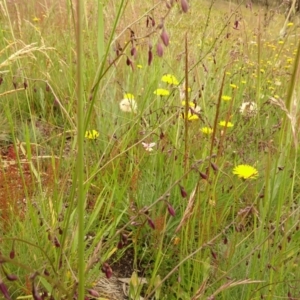 Arthropodium milleflorum at Cotter River, ACT - 1 Jan 2021