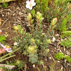 Brachyloma daphnoides at Cotter River, ACT - 1 Jan 2021