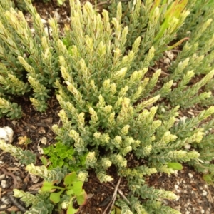 Acrothamnus hookeri at Cotter River, ACT - 1 Jan 2021