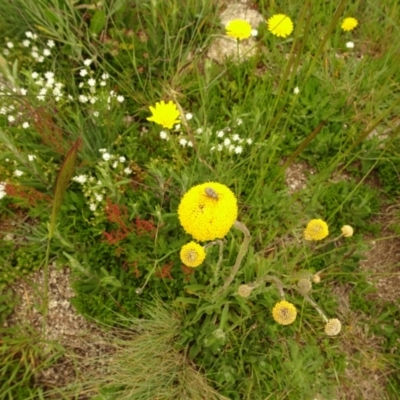 Craspedia sp. (Billy Buttons) at Cotter River, ACT - 1 Jan 2021 by Jubeyjubes