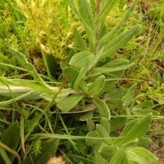 Xerochrysum subundulatum at Cotter River, ACT - 1 Jan 2021