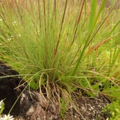 Poa (genus) (A Snow Grass) at Cotter River, ACT - 1 Jan 2021 by Jubeyjubes