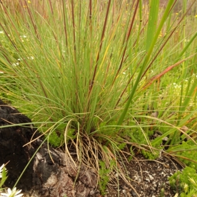 Poa sp. (A Snow Grass) at Cotter River, ACT - 1 Jan 2021 by Jubeyjubes