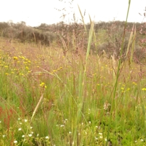 Poa sp. at Cotter River, ACT - 1 Jan 2021