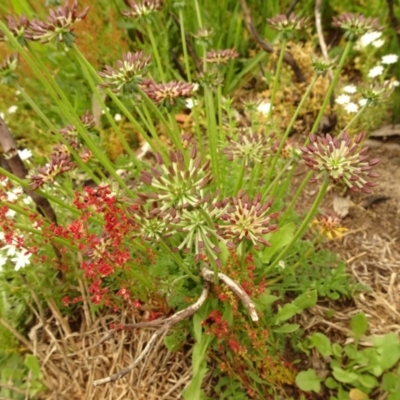 Oreomyrrhis ciliata (Bog Carraway) at Cotter River, ACT - 1 Jan 2021 by Jubeyjubes