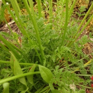 Oreomyrrhis ciliata at Cotter River, ACT - 1 Jan 2021