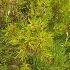 Tasmannia xerophila subsp. xerophila (Alpine Pepperbush) at Cotter River, ACT - 1 Jan 2021 by Jubeyjubes