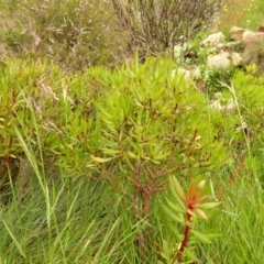 Tasmannia xerophila subsp. xerophila at Cotter River, ACT - 1 Jan 2021 03:36 PM