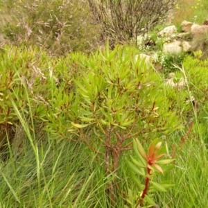 Tasmannia xerophila subsp. xerophila at Cotter River, ACT - 1 Jan 2021