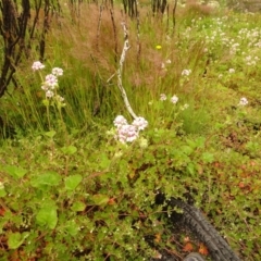 Pelargonium australe (Austral Stork's-bill) at Namadgi National Park - 1 Jan 2021 by Jubeyjubes