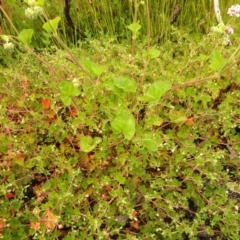 Pelargonium australe at Cotter River, ACT - 1 Jan 2021 03:38 PM