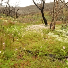 Pelargonium australe at Cotter River, ACT - 1 Jan 2021 03:38 PM