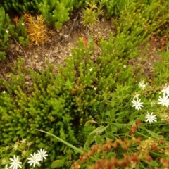 Asperula scoparia (Prickly Woodruff) at Namadgi National Park - 1 Jan 2021 by Jubeyjubes