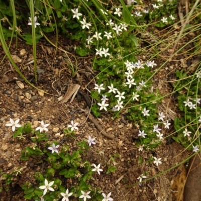 Lobelia pedunculata (Matted Pratia) at Namadgi National Park - 1 Jan 2021 by Jubeyjubes