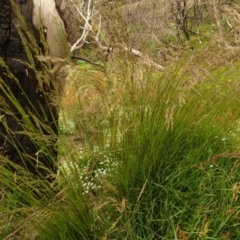 Poa sp. (A Snow Grass) at Cotter River, ACT - 1 Jan 2021 by Jubeyjubes