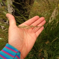 Poa sp. at Cotter River, ACT - 1 Jan 2021