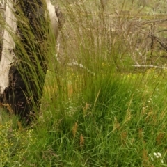 Poa sp. at Cotter River, ACT - 1 Jan 2021