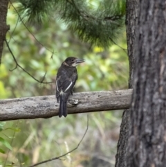 Cracticus torquatus (Grey Butcherbird) at Penrose, NSW - 1 Jan 2021 by Aussiegall
