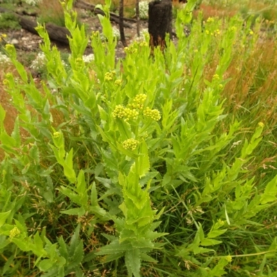 Senecio (genus) (A Fireweed) at Cotter River, ACT - 1 Jan 2021 by Jubeyjubes