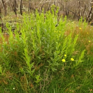 Senecio sp. at Cotter River, ACT - 1 Jan 2021