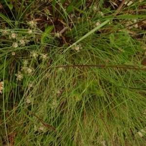 Poranthera oreophila at Cotter River, ACT - 1 Jan 2021 03:51 PM