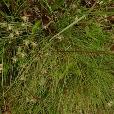 Poranthera oreophila (Mountain Poranthera) at Namadgi National Park - 1 Jan 2021 by Jubeyjubes