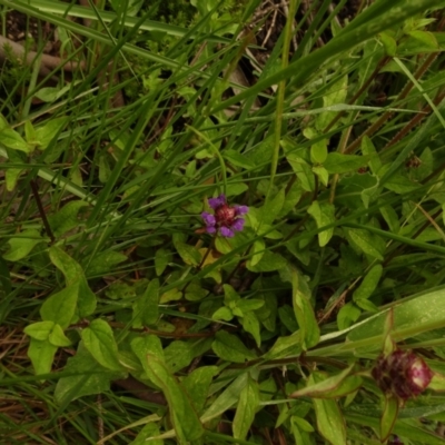 Prunella vulgaris (Self-heal, Heal All) at Namadgi National Park - 1 Jan 2021 by Jubeyjubes