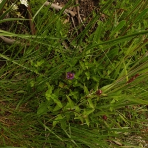 Prunella vulgaris at Cotter River, ACT - 1 Jan 2021 03:51 PM