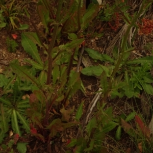 Crepis capillaris at Cotter River, ACT - 1 Jan 2021