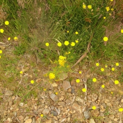 Hypericum perforatum (St John's Wort) at Cotter River, ACT - 1 Jan 2021 by Jubeyjubes