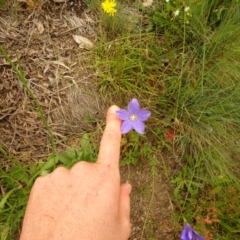 Wahlenbergia sp. (Bluebell) at Cotter River, ACT - 1 Jan 2021 by Jubeyjubes