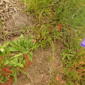 Wahlenbergia sp. at Cotter River, ACT - 1 Jan 2021