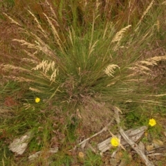 Poa (genus) (A Snow Grass) at Cotter River, ACT - 1 Jan 2021 by Jubeyjubes