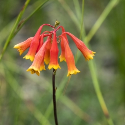 Blandfordia nobilis (Christmas Bells) at Wingecarribee Local Government Area - 1 Jan 2021 by Aussiegall