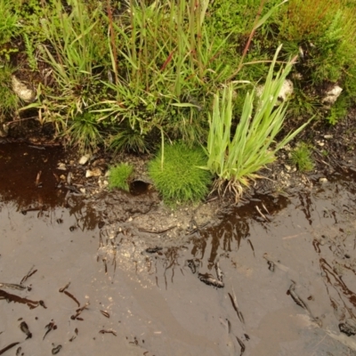 Isolepis sp. (Club-rush) at Cotter River, ACT - 1 Jan 2021 by Jubeyjubes