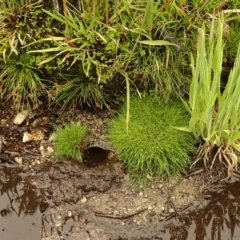 Isolepis sp. at Cotter River, ACT - 1 Jan 2021 04:06 PM