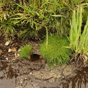 Isolepis sp. at Cotter River, ACT - 1 Jan 2021